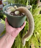 Monkey Tail Cactus__ With 6 cuttings and one 17 inches long I send naked root Flowering Plants
