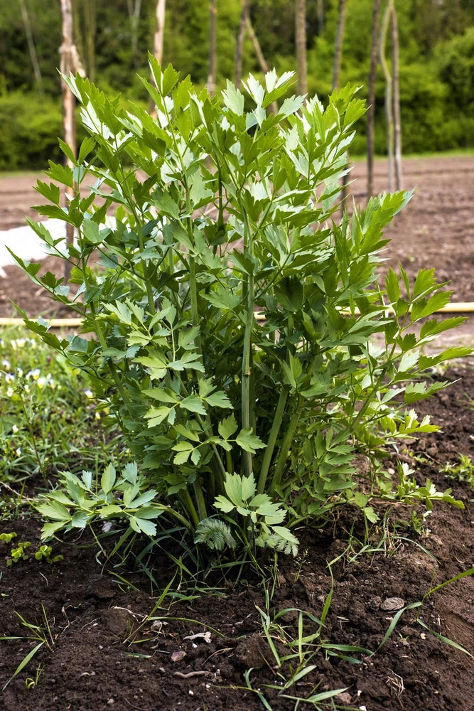 50 LOVAGE Levistucum Officinale - Flavor like celery & anise - Herb Flower Seeds Flowering Plants