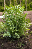 50 LOVAGE Levistucum Officinale - Flavor like celery & anise - Herb Flower Seeds Flowering Plants