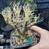 6CM Succulent Cactus Plant Othonna Euphorbioides Asteraceae Home Garden Plant Garden Plants