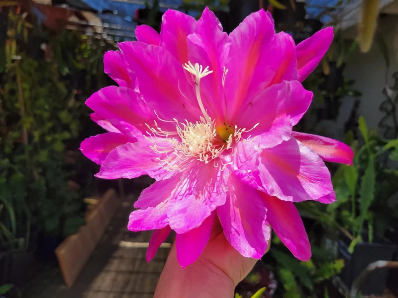 Blooming pink orchid cactus flower with bright magenta petals and white stamens