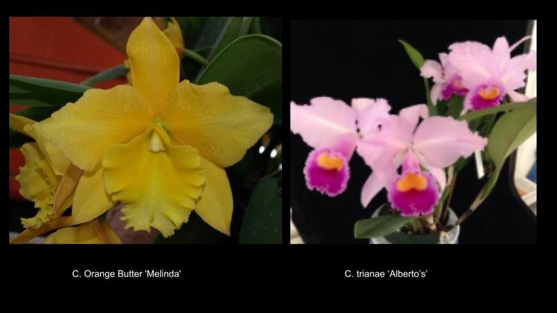 Cattleya Orange Butter 'Melinda' x  Cattleya trianae 'Alberto's' orchid seedling Orchids
