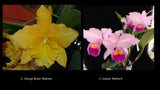 Cattleya Orange Butter 'Melinda' x  Cattleya trianae 'Alberto's' orchid seedling Orchids