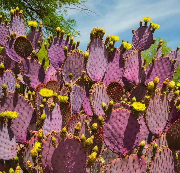Purple prickly pear cactus live plant with flat pads and small yellow flowers