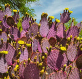 Purple Prickly Pear Cactus Live Plant - 5-8" Tall - Hardy Ornamental & Edible Ca Garden Plants