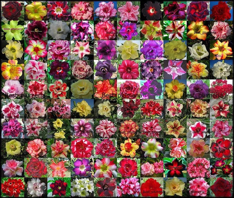 NEW Adenium Obesum "identified by color" 1,100 Seeds 100 Types! Flowering Plants