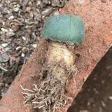 2.5-3cm Cactus Succulent Plant Home Garden Beautiful Flowering Plant Flowering Plants