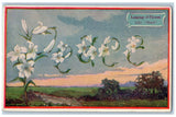 Language Of Flowers Postcard Lily Peace White Flowers 1909 Posted Antique Lily