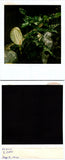Arum Lily plant w/large bloom outside 05-02-2000 Found Polaroid Photo V0559 Lily