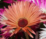 ICE PLANT GELATO ORANGE Dorotheanthus Bellidiformis - 1,000 Bulk Seeds Garden Plants