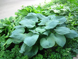 10 HOSTA ELEGANS Shade Flower Seeds * Combined Flat Shipping Lily