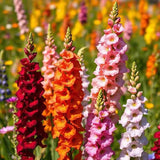 Snapdragon Flower Seeds Mixed Colors Tall Beautiful Butterflies Bees 1000 Seeds Flowering Plants