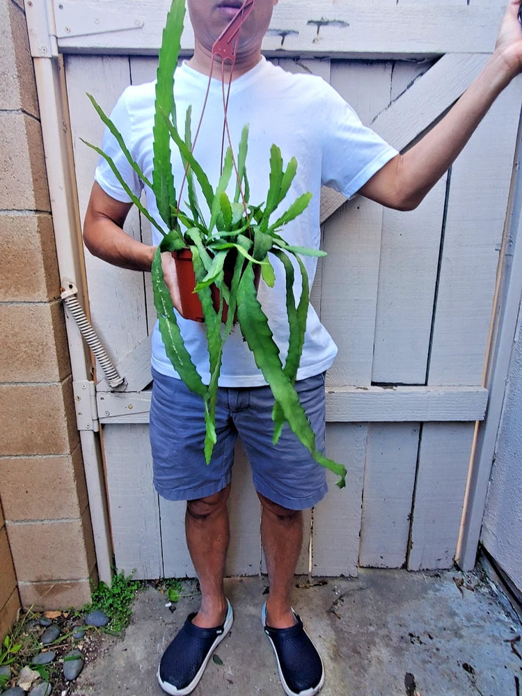 Green orchid cactus succulent plant in a pot with long slender stems and leaves