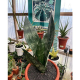 Sansevieria Trifasciata Frozen Subtle Silver Green FoliageLive Plant Grow in Pot Green Plant
