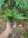 Dwarf Cavendish Banana Starter Plant Green Plant