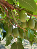50+ Issai Kiwi Seeds Arctic Grape Berry Superfruit Garden Plant Cold Hardy Garden Plants