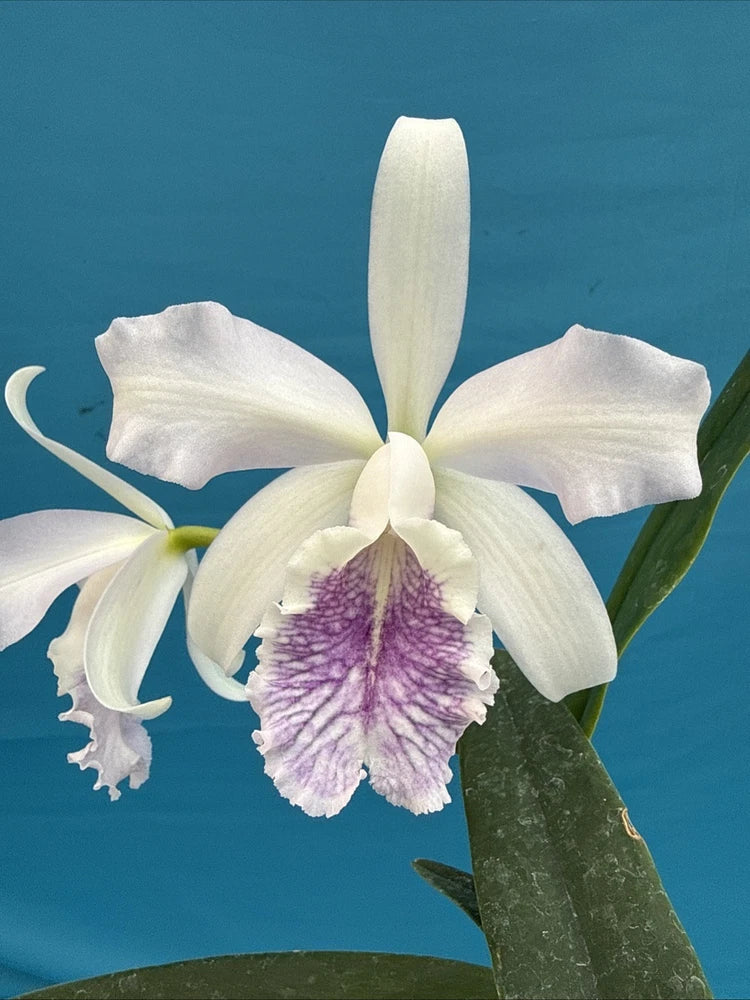 White orchid flower with a purple lip and green leaves