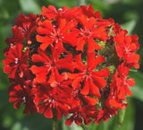 MALTESE CROSS FLOWER SEEDS 500+ PERENNIAL garden BUTTERFLIES Free Shipping Garden Plants