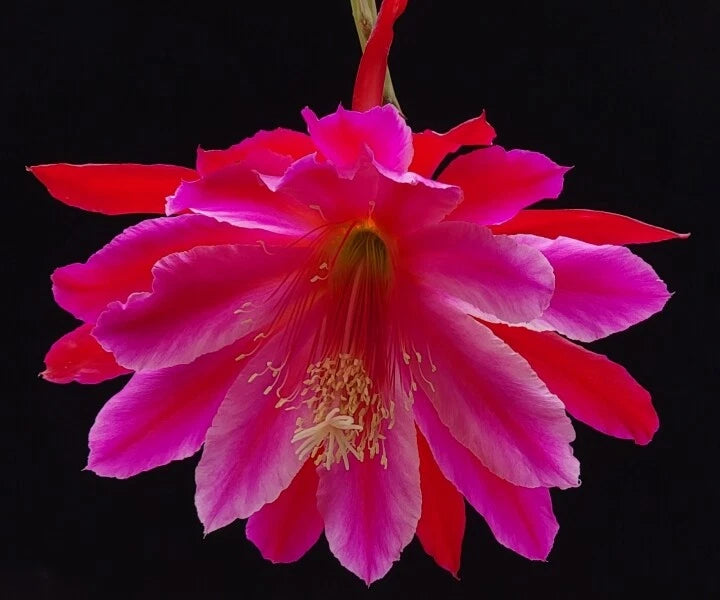 Orchid cactus flower cutting with bright pink petals and red center, hanging