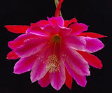 Epiphyllum 'Norwood' Unrooted Cutting - Rare Orchid Cactus - Beautiful! Orchids