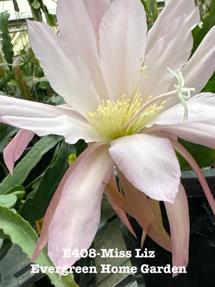 Epiphyllum orchid cactus flower in small pot, pale pink petals with yellow center