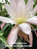 Rooted Epiphyllum Orchid Cactus ÒMiss LizÓ Growing In 4Ó Starter Pot. Orchids