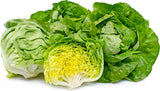 250 Big Boston Lettuce Seeds for Planting Rare Garden Vegetable Garden Plants