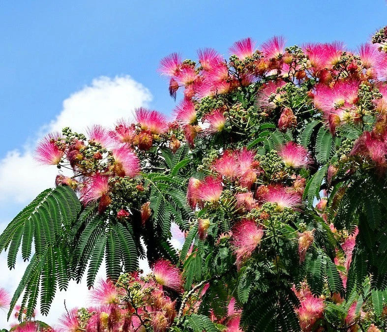Pink silk tree cutting branch with fluffy pink blooms and green fernlike leaves