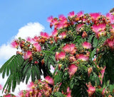 12 Pink Mimosa Fresh Tree Cuttings, Unrooted Silk Tree Flowers for Polinators Orchids