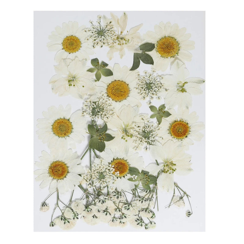 Dried Pressed Flowers Natural Leave Real Pressed Flowers White Series Dried Flower