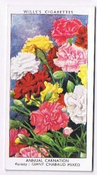 Wills Cigarette Card Garden Flowers #11 Annual Carnation Giant Chabaud Mixed Carnation
