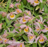 Orchid live Dendrobum loddigesii - potted Orchids