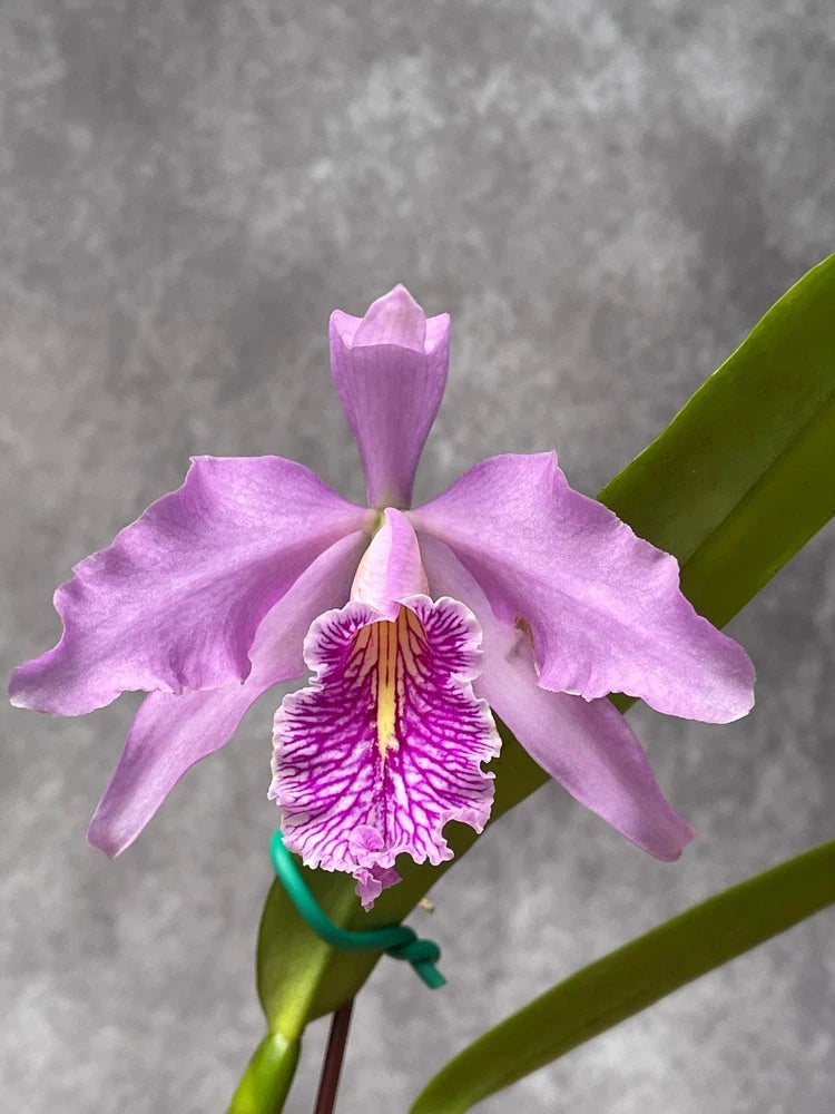 Lavender orchid with five petals and magenta striped lip in teal-green stem