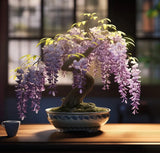 Weeping Wisteria Bonsai Tree Seeds for Planting Ð 10 Seeds | Cascading Purple Bl Garden Plants