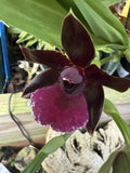 Orchid flower with dark maroon petals and a purple-mauve center