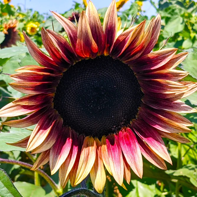 ProCut¨ Plum Sunflower Seeds | Pink Purple Bicolor Flower 2025 Fast Shipping Flowering Plants
