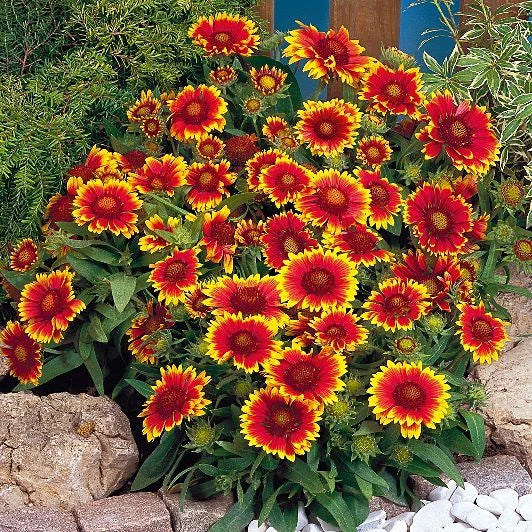 GAILLARDIA - GOBLIN * SUN WORSHIPER * HIGH HEAT TOLERANT * E-Z TO GROW * Flowering Plants