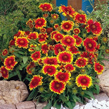 GAILLARDIA - GOBLIN * SUN WORSHIPER * HIGH HEAT TOLERANT * E-Z TO GROW * Flowering Plants