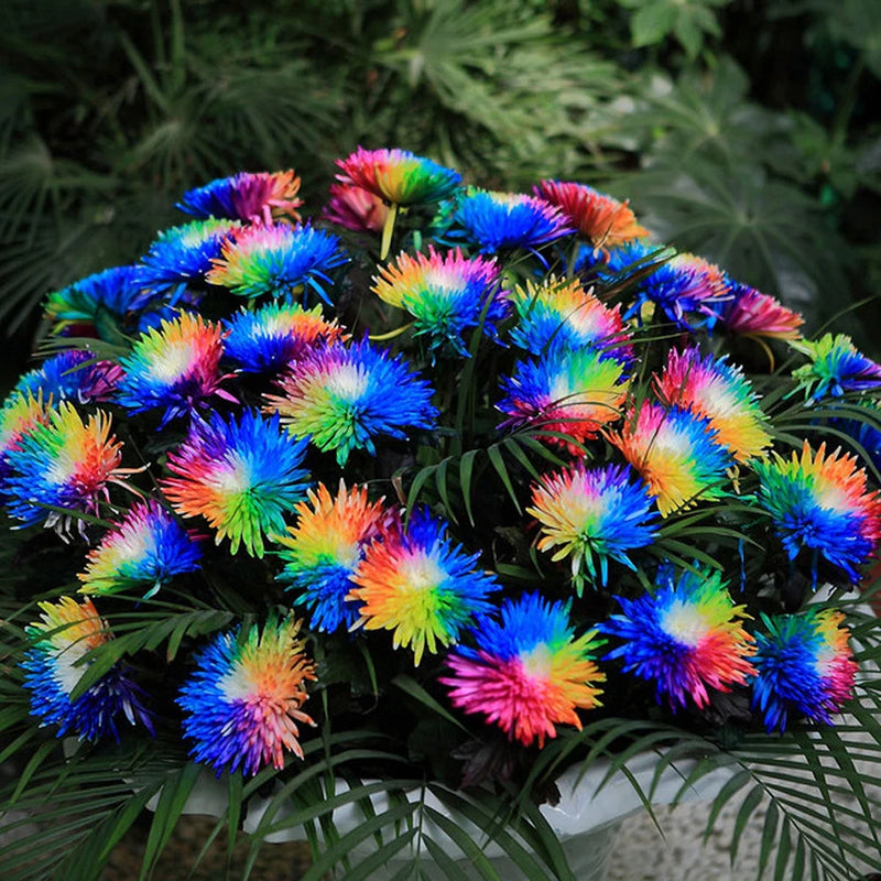 Rainbow Chrysanthemum Flower 100Pcs/Bag Seeds Daisy Rare Home Yard Garden Plant Flowering Plants