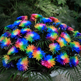 Rainbow Chrysanthemum Flower 100Pcs/Bag Seeds Daisy Rare Home Yard Garden Plant Flowering Plants