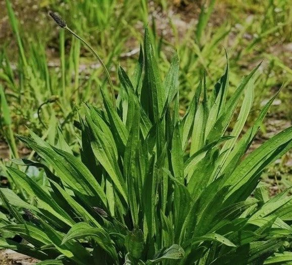 600 PLANTAIN SEEDS , BOSTON (Plantago lanceolata) herb GARDEN Non-GMO USA SELLER Garden Plants