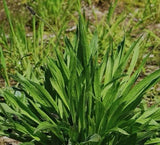 600 PLANTAIN SEEDS , BOSTON (Plantago lanceolata) herb GARDEN Non-GMO USA SELLER Garden Plants