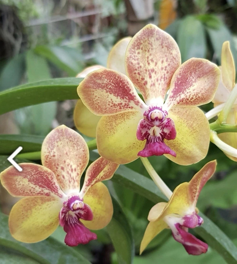 Fragrant orchid flowers with yellow petals and pink speckles