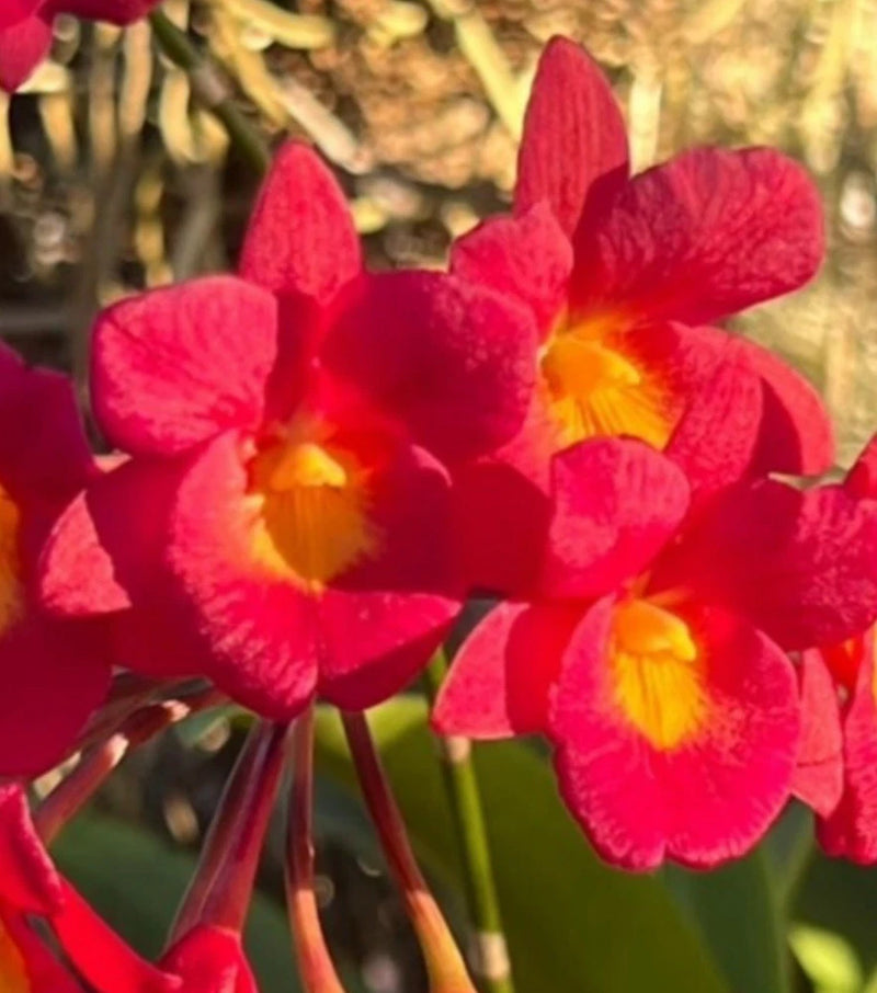 Red orchid flowers with yellow throats, multiple blooms on stems