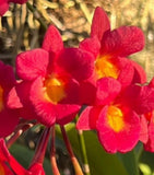 Lovely Hybrid - Cattleytonia Why Not 'Hoaka Red' Orchids