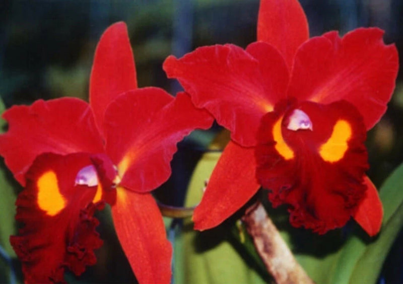 Red orchid blossoms with yellow centers on a green stem