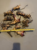 10 Canna Lily bulbs Rhizomes 5-7 feet large green leaves-Deer resistant Lily
