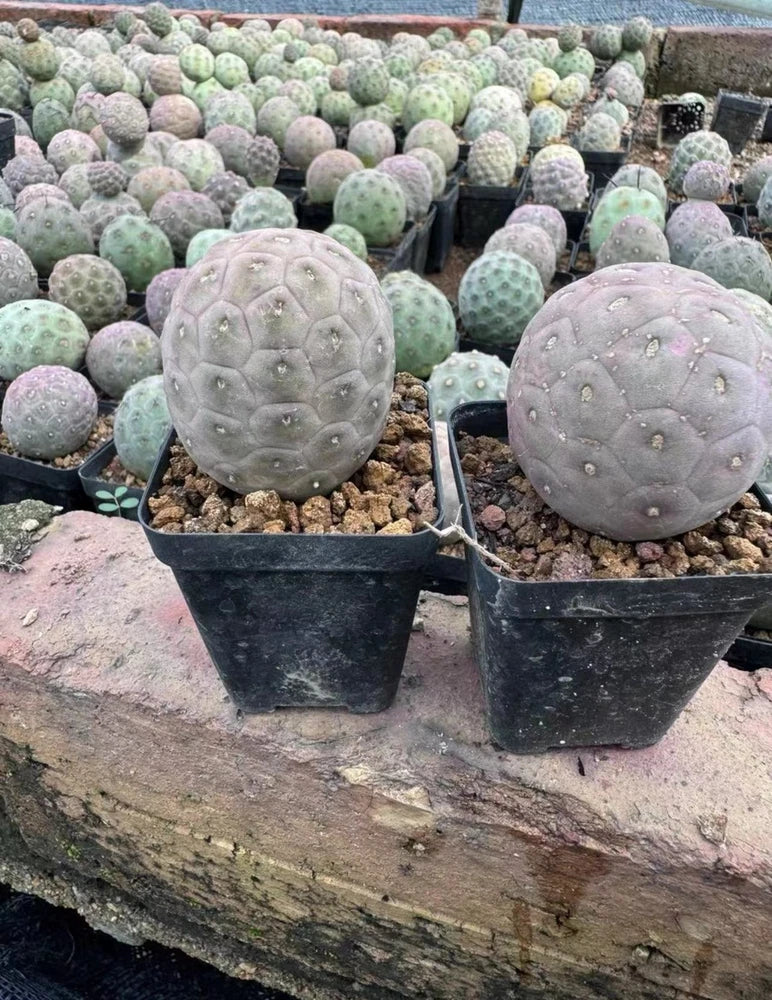 Potted Tephrocactus cactus plants, round gray-purple bodies with bumpy spines