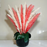 (BUY 1 GET 1 Free )pampas grass 15 White And 15 Pink Pampas Grass Pampas Grass