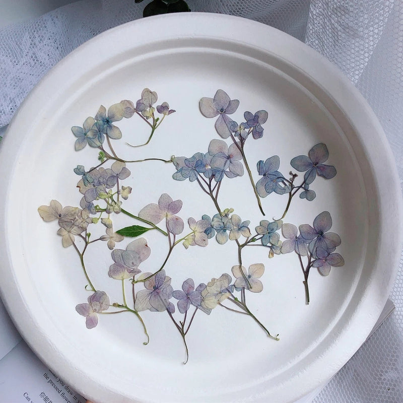 12PCS Pressed Dried Hydrangea Flower, natural pink purple, violet colors FHT32 Hydrangea